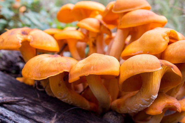 mushroom 18 Mushroom facts, nutrients and health benefits