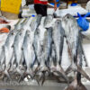 fish on display at the waterfront market dubai